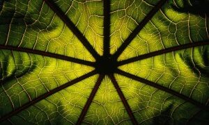 Wiosna rozkwita rabatami w Coccodrillo